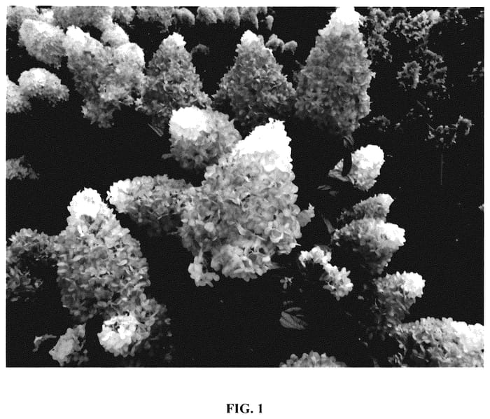 Figure 1 of US plant patent PP35987, the photograph of Bokorubs printed in the patent.