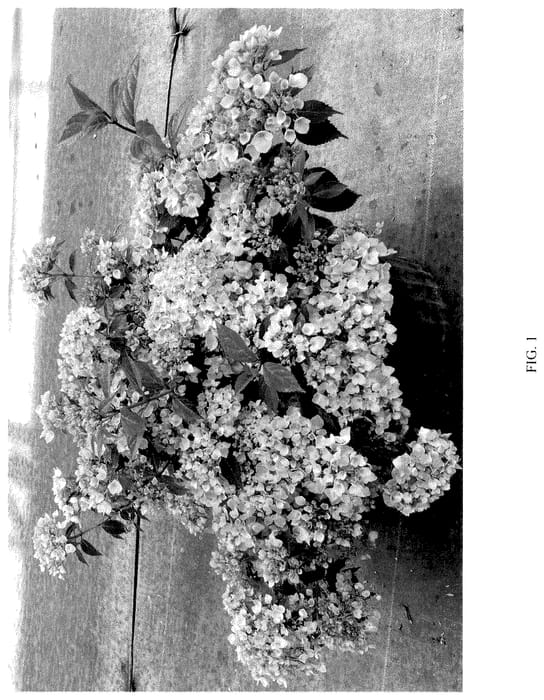 Figure 1 of US plant patent PP35988, the photograph of WNHYDFBPBMH printed in the patent.