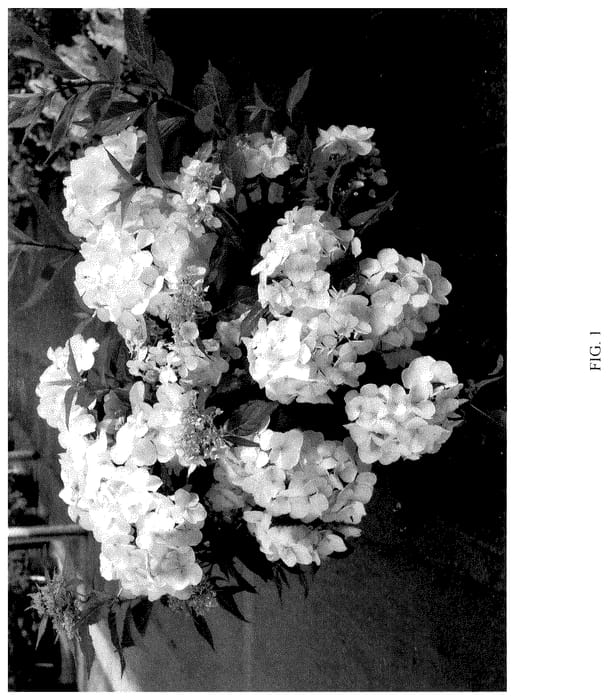 Figure 1 of US plant patent PP35989, the photograph of WNHYDFBVYWMH printed in the patent.