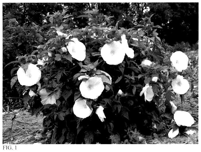Figure 1 of US plant patent PP35990, the photograph of Marshmallow Moon printed in the patent.