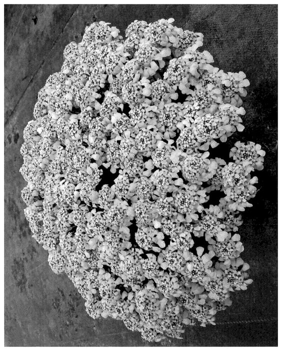Figure 1 of US plant patent PP35991, the photograph of Doibexwhi printed in the patent.