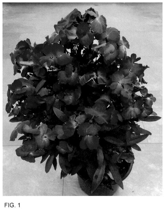 Figure 1 of US plant patent PP35992, the photograph of Doeryinbril printed in the patent.