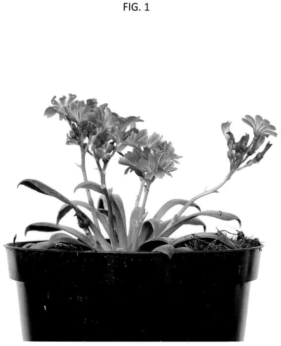 Figure 1 of US plant patent PP35993, the photograph of LOCORA3519 printed in the patent.