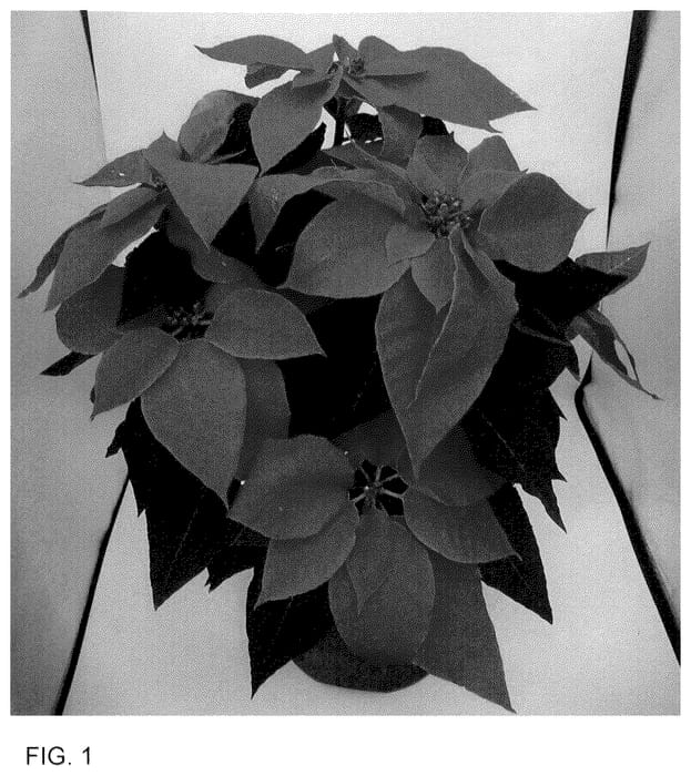 Figure 1 of US plant patent PP35994, the photograph of Bonpri 1482 printed in the patent.