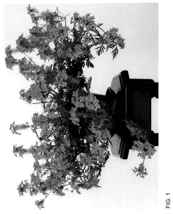 Figure 1 of US plant patent PP35995, the photograph of Jelvercaro printed in the patent.
