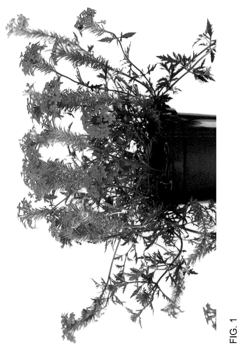 Figure 1 of US plant patent PP35996, the photograph of Jelverpurp printed in the patent.