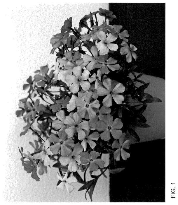 Figure 1 of US plant patent PP35997, the photograph of Dophlowoblu printed in the patent.