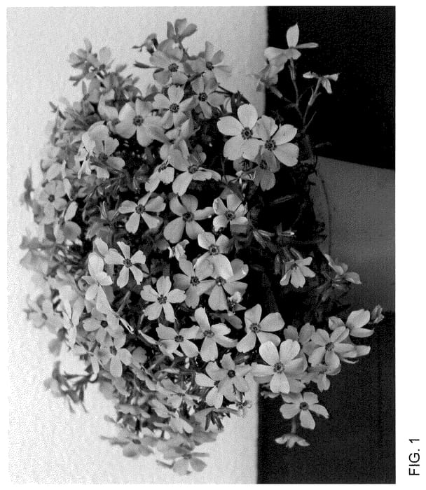 Figure 1 of US plant patent PP35998, the photograph of Dophlowoper printed in the patent.