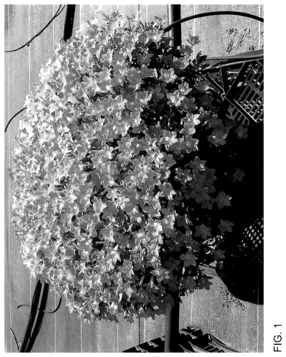 Figure 1 of US plant patent PP35999, the photograph of Keipemokohos printed in the patent.