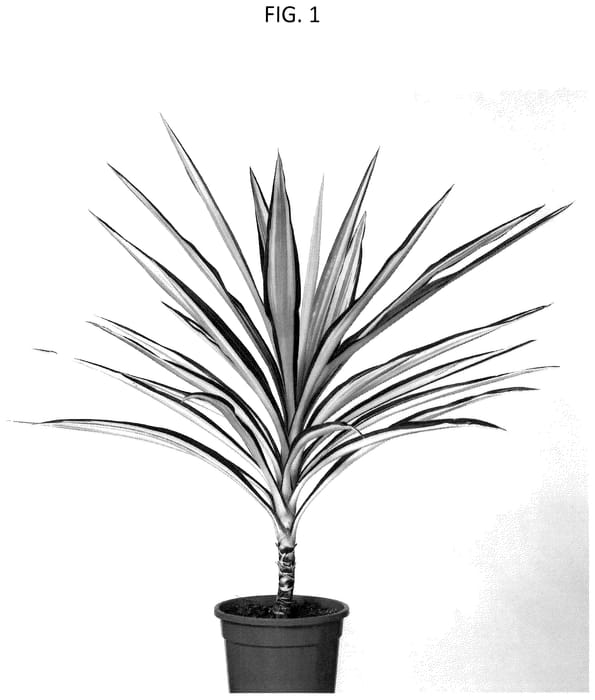 Figure 1 of US plant patent PP36000, the photograph of YUGOSTA03 printed in the patent.
