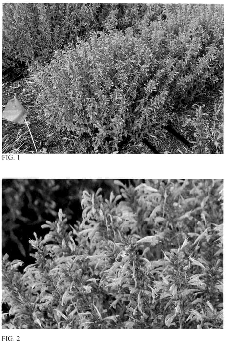 Figure 1 of US plant patent PP36001, the photograph of Guava Lava printed in the patent.