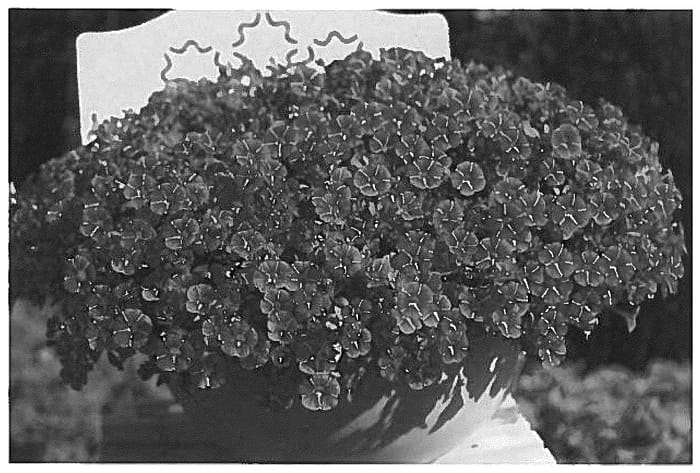 Figure 1 of US plant patent PP36002, the photograph of KLECA22915 printed in the patent.