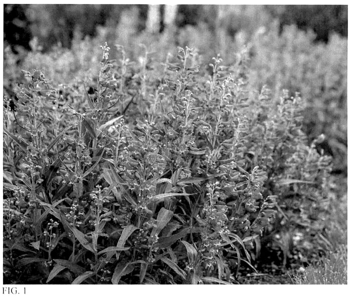 Figure 1 of US plant patent PP36003, the photograph of Rose Rhinestones printed in the patent.