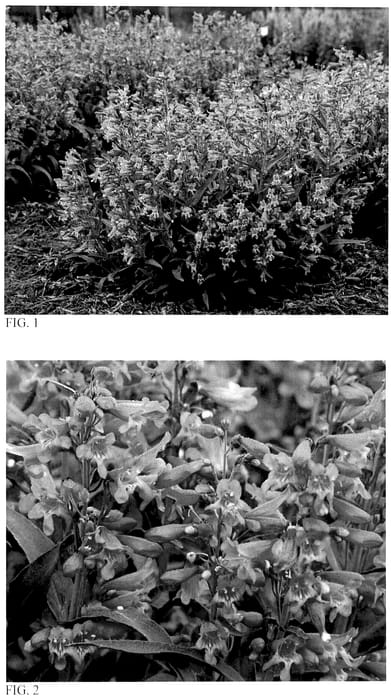 Figure 1 of US plant patent PP36004, the photograph of Pink Pearls printed in the patent.