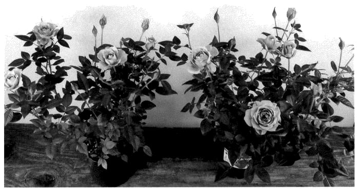 Figure 1 of US plant patent PP36006, the photograph of KORpot127 printed in the patent.