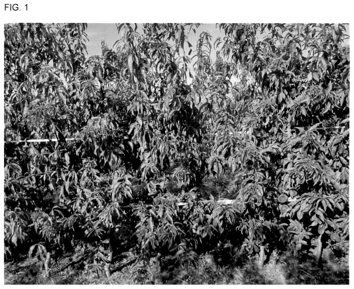 Figure 1 of US plant patent PP36007, the photograph of CRISPDANNA printed in the patent.