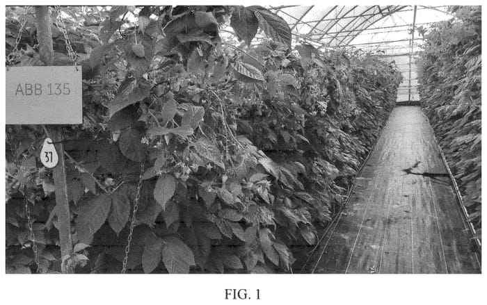 Figure 1 of US plant patent PP36008, the photograph of ABB 135 printed in the patent.