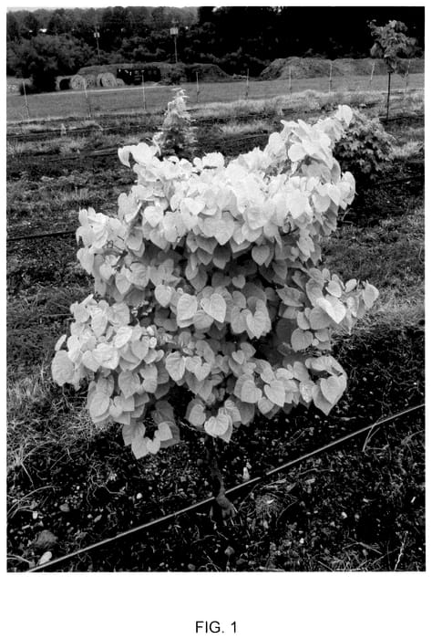 Figure 1 of US plant patent PP36009, the photograph of NC2017-92 printed in the patent.
