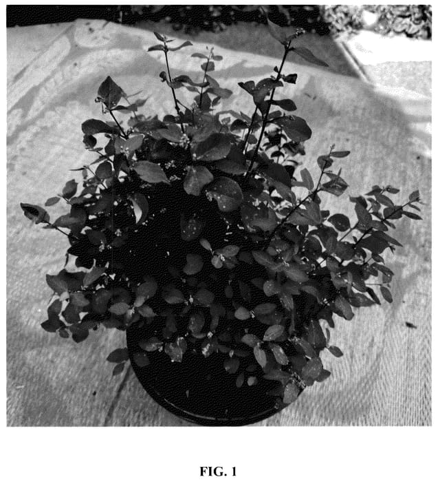 Figure 1 of US plant patent PP36010, the photograph of Kolmapinpos printed in the patent.