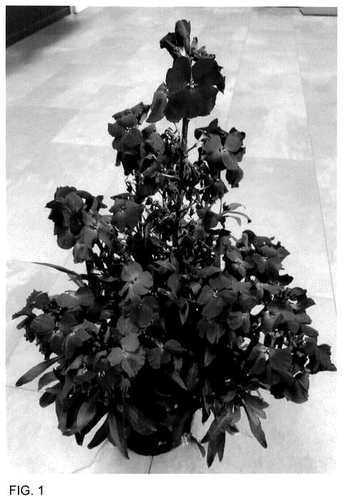 Figure 1 of US plant patent PP36011, the photograph of doeryinyo printed in the patent.