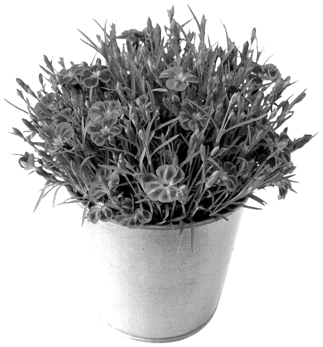 Figure 1 of US plant patent PP36012, the photograph of KLEDG23450 printed in the patent.