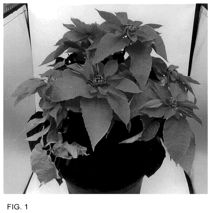 Figure 1 of US plant patent PP36013, the photograph of Bonpri 1495 printed in the patent.