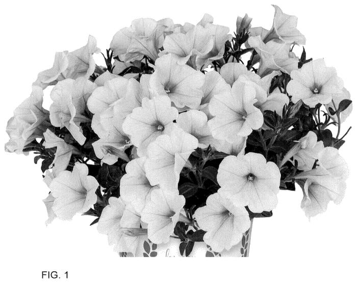 Figure 1 of US plant patent PP36014, the photograph of Dopetswepop printed in the patent.
