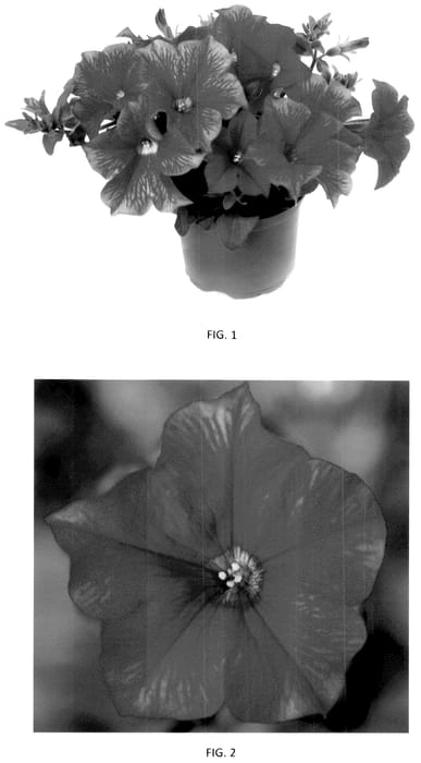 Figure 1 of US plant patent PP36015, the photograph of PEHY0081 printed in the patent.