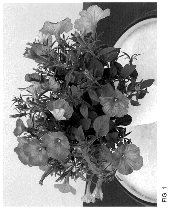 Figure 1 of US plant patent PP36016, the photograph of WNPETSTPER23 printed in the patent.