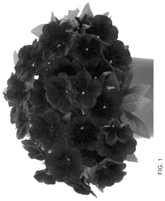 Figure 1 of US plant patent PP36017, the photograph of Dopetpotplubur printed in the patent.