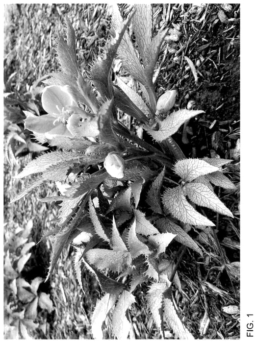 Figure 1 of US plant patent PP36018, the photograph of Pike's Peak printed in the patent.