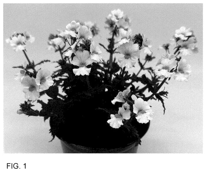 Figure 1 of US plant patent PP36019, the photograph of INNEMCONUT printed in the patent.