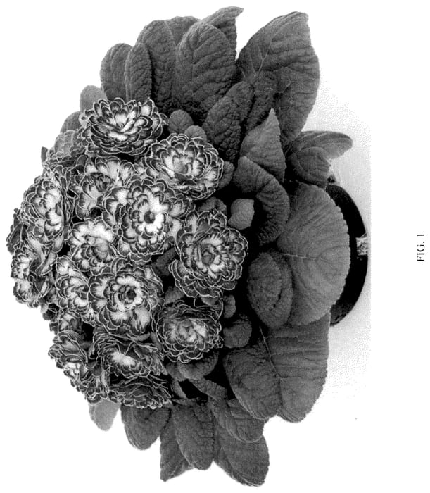 Figure 1 of US plant patent PP36020, the photograph of KERBELRIP printed in the patent.