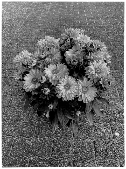 Figure 1 of US plant patent PP36021, the photograph of BullRudihir 120 printed in the patent.