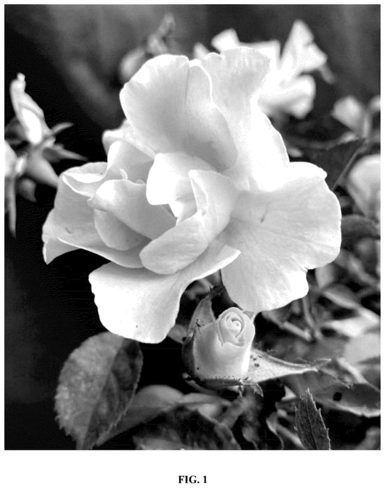 Figure 1 of US plant patent PP36022, the photograph of VLR12062 printed in the patent.