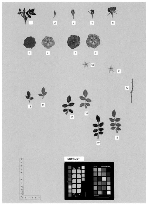 Figure 1 of US plant patent PP36023, the photograph of MEIHELIOT printed in the patent.