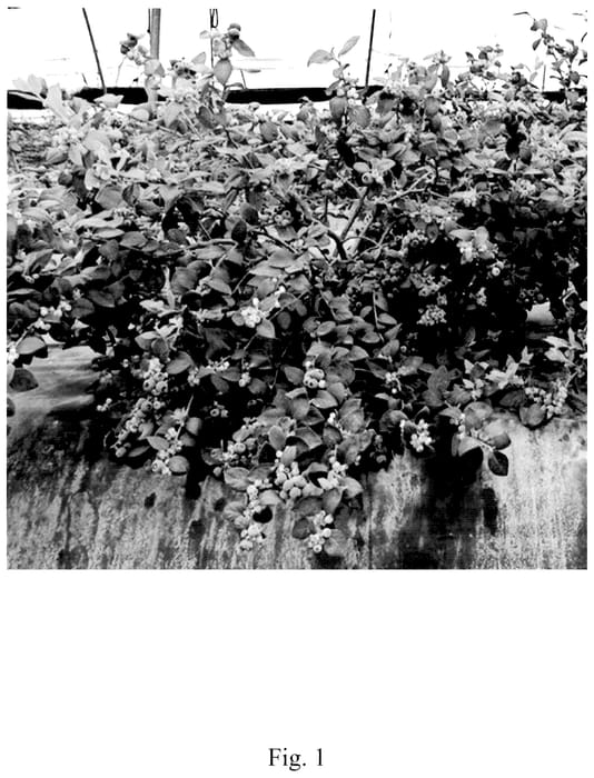 Figure 1 of US plant patent PP36024, the photograph of RB A140 printed in the patent.
