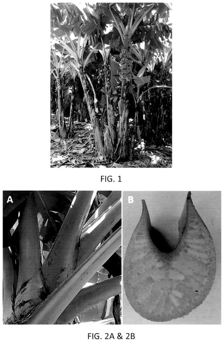 Figure 1 of US plant patent PP36025, the photograph of WW01 printed in the patent.