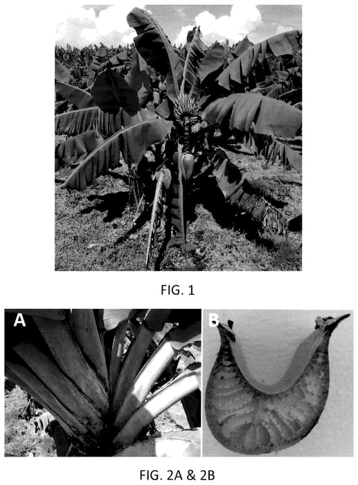Figure 1 of US plant patent PP36026, the photograph of NW02 printed in the patent.