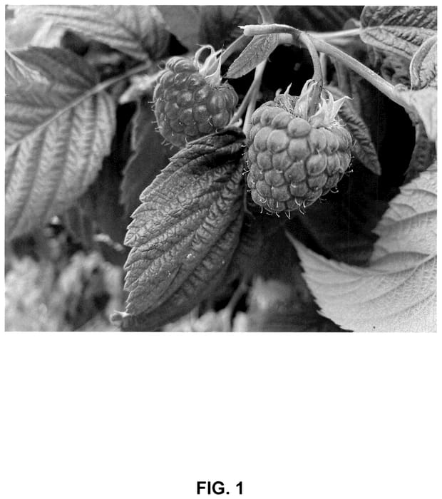 Figure 1 of US plant patent PP36027, the photograph of N1237057 printed in the patent.