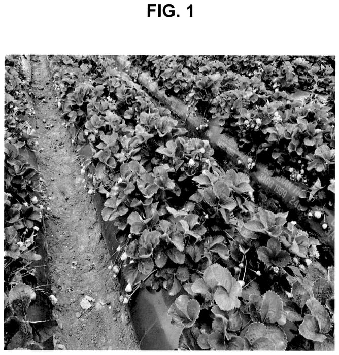 Figure 1 of US plant patent PP36028, the photograph of PS-14.762.054 printed in the patent.