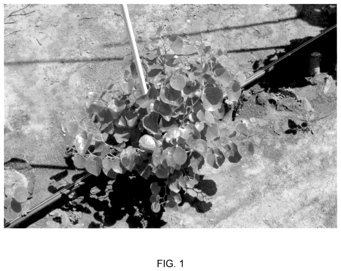 Figure 1 of US plant patent PP36029, the photograph of NC2017-113 printed in the patent.