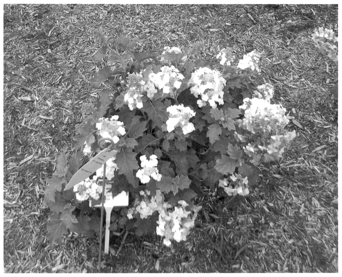 Figure 1 of US plant patent PP36030, the photograph of Oakann1588 printed in the patent.