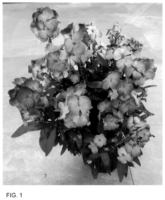 Figure 1 of US plant patent PP36031, the photograph of Doeryinsu printed in the patent.