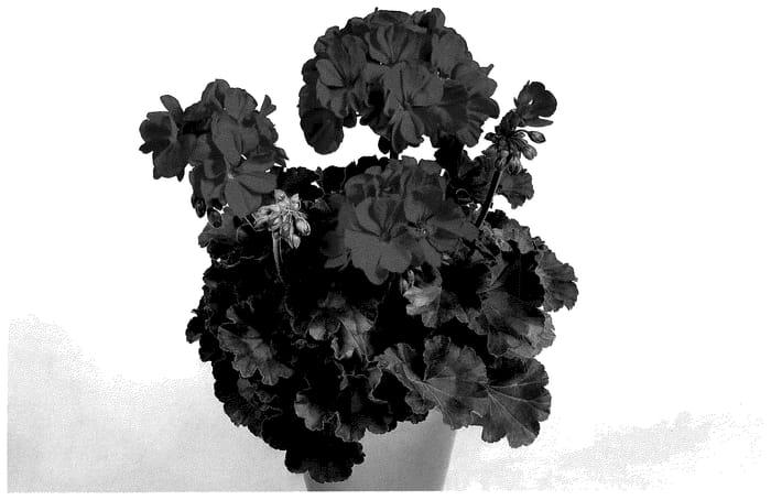 Figure 1 of US plant patent PP36032, the photograph of PacPX18593 printed in the patent.