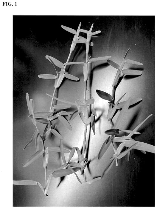 Figure 1 of US plant patent PP36033, the photograph of XSA 11377 printed in the patent.