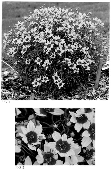 Figure 1 of US plant patent PP36034, the photograph of Golden Needles printed in the patent.