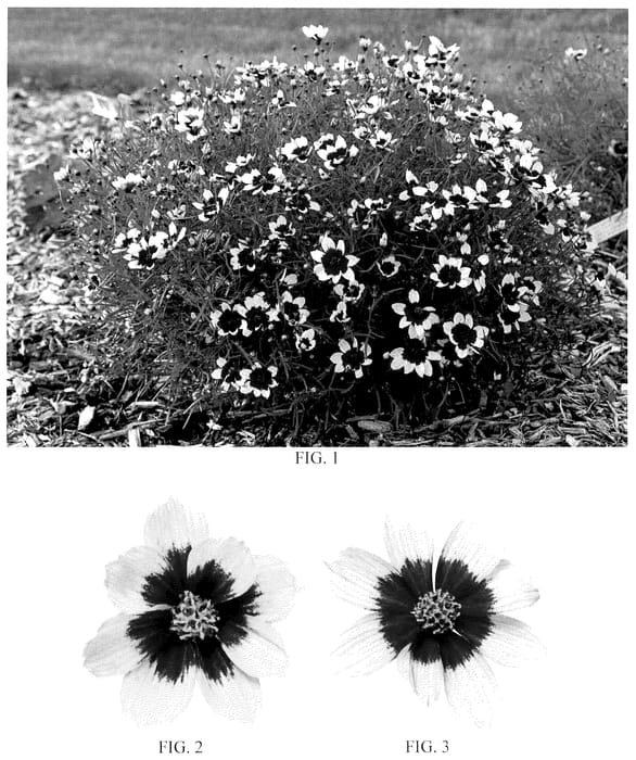 Figure 1 of US plant patent PP36035, the photograph of Creamy Calico printed in the patent.
