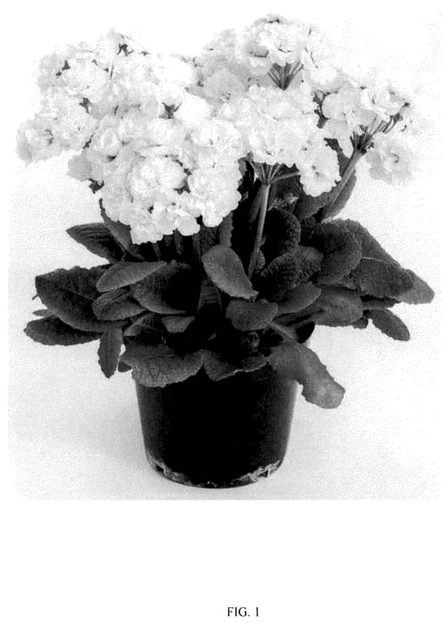 Figure 1 of US plant patent PP36037, the photograph of KERANNAWIT printed in the patent.