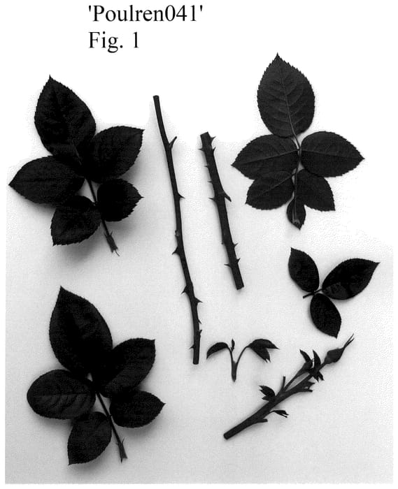 Figure 1 of US plant patent PP36038, the photograph of Poulren041 printed in the patent.